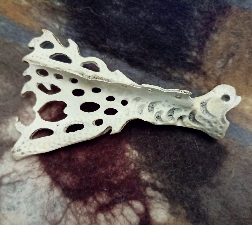 Жалаңаш Тарзан